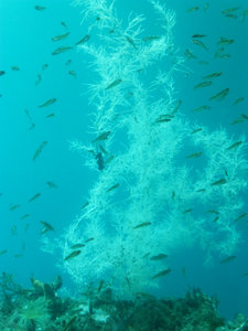 Milford Sound - Underwater Black Coral + Fish