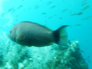 Milford Sound - Underwater Fish (2)