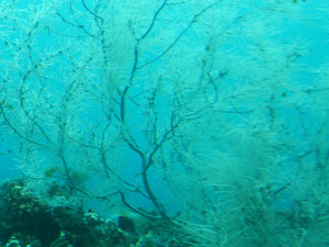 Milford Sound - Underwater Black Coral 1