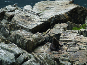 Milford Sound - Seal Rock 2