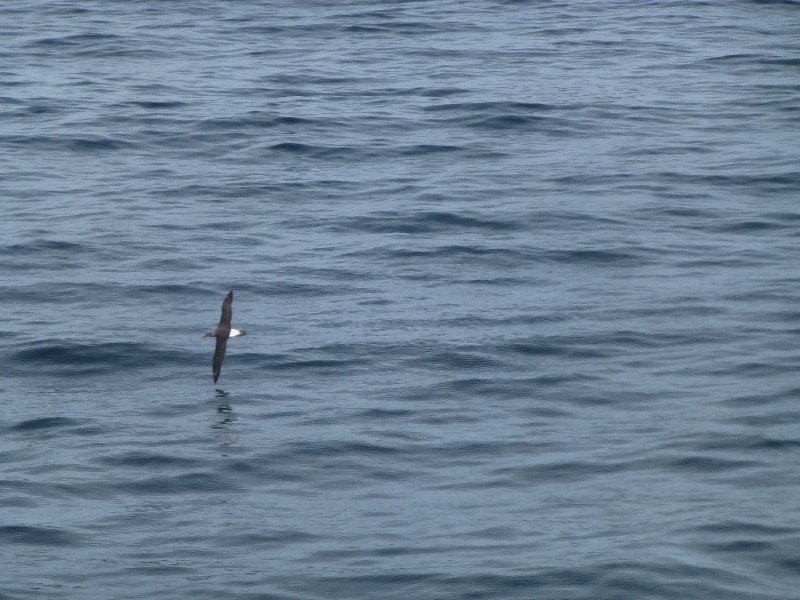 Doubtful Sound Albatross