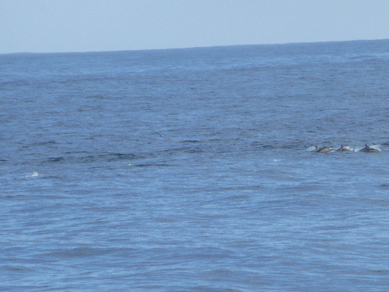 Doubtful Sound Dolphins