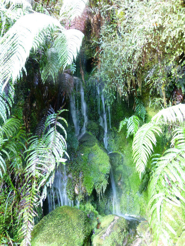 Fox Glacier - Lake Matherson (4)