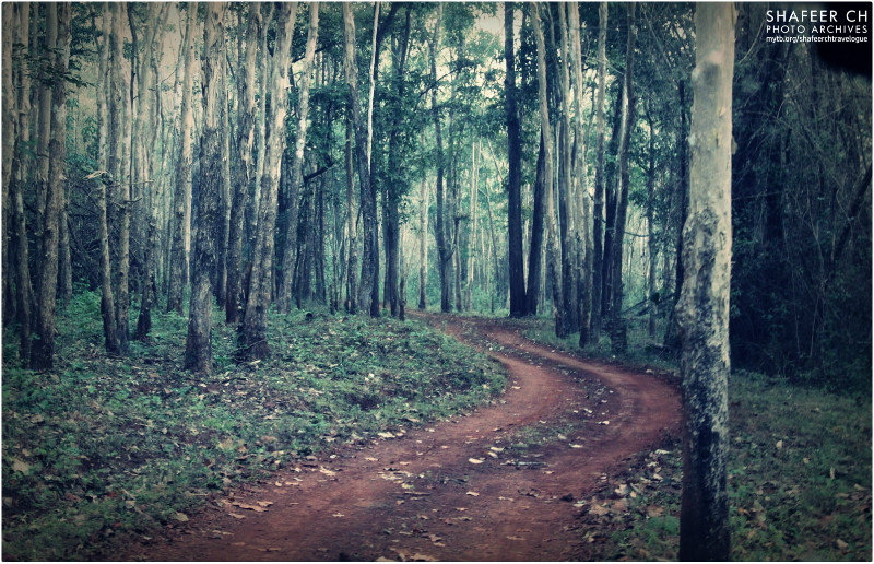 Dandeli Forest
