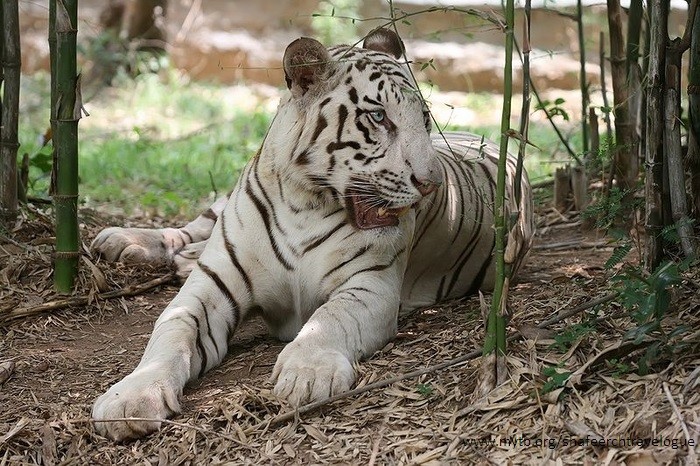 Tiger Safari - Marvellous 
