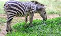 Zebra - At Zoo 