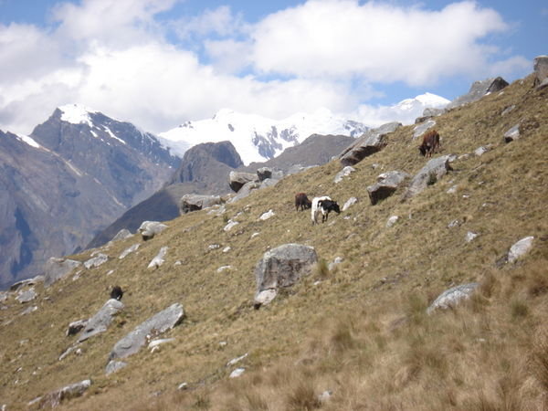 High Altitude Cows
