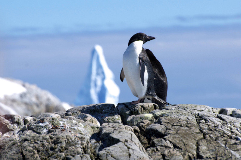 Adelie Penguin near Pleneau Island