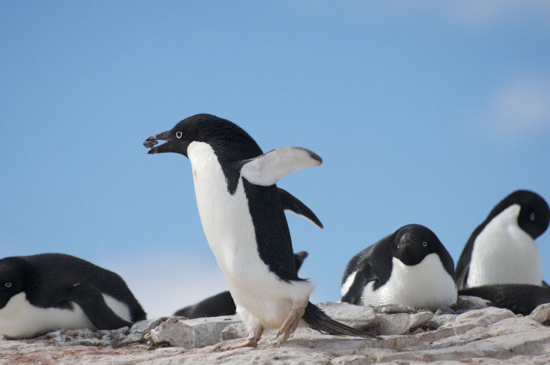 Gentoo penguins, Petermann Island