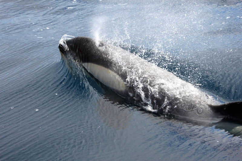 Orca close to the boat, Neumayer Channel