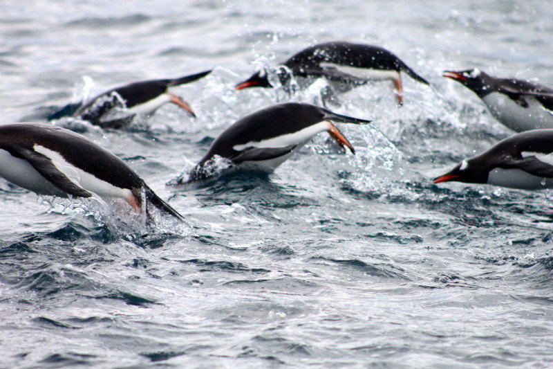 Swimming Gentoo penguins