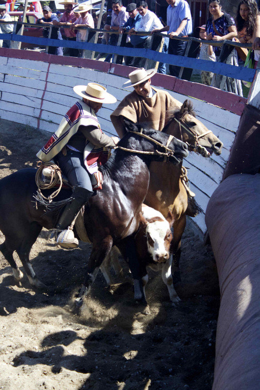 Rodeo - some of the animals tried to bolt...