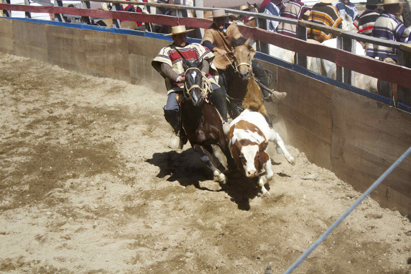 Rodeo - corralling the animals