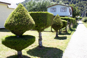 Shaped hedges and shadows
