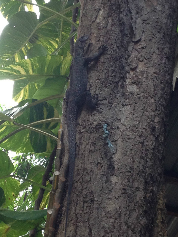Can monitor lizards actually climb trees?