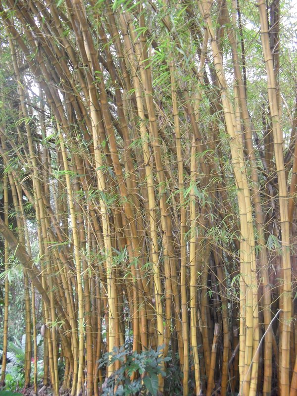 I think it's bamboo