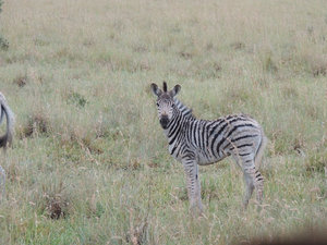 Baby Zebra being suspicious
