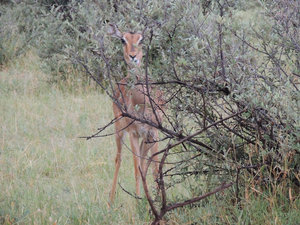 Impala hiding