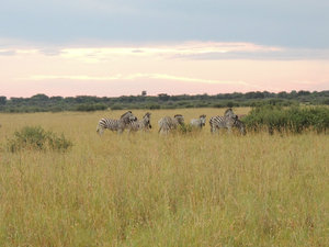Landscape with Zebras