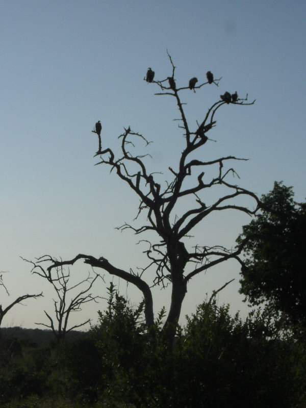 Vultures on a dead tree