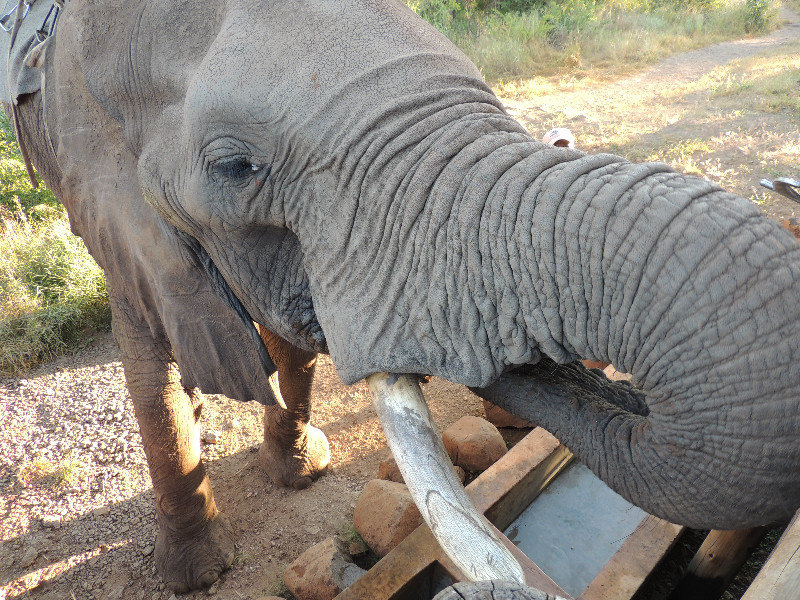 Elephant back Safari