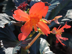 Begonia Unstoppable Upright Big Fire
