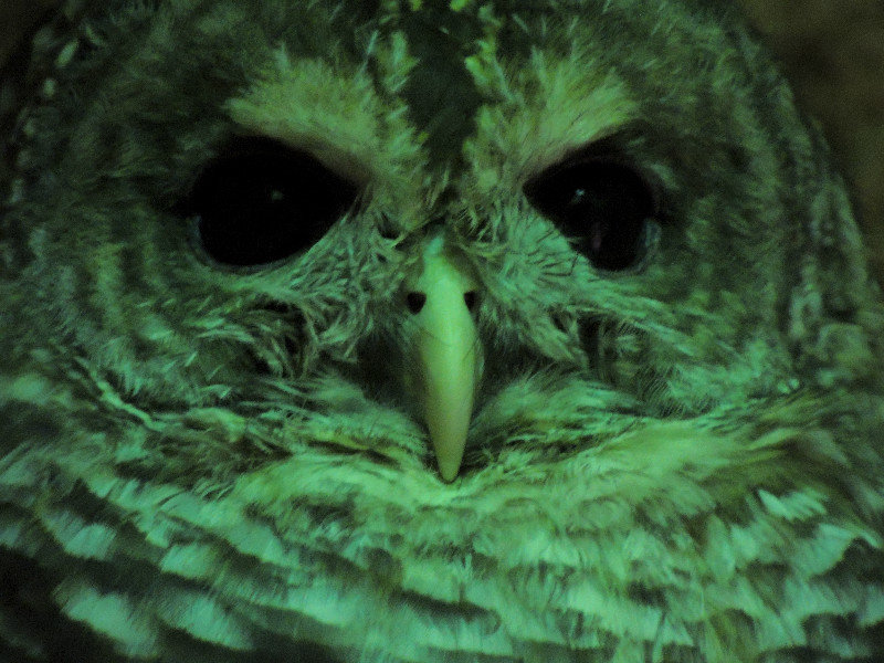 Barred Owl (3)