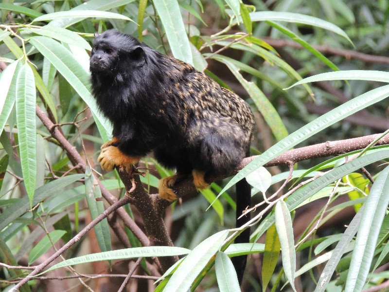 Red Handed Tamarin