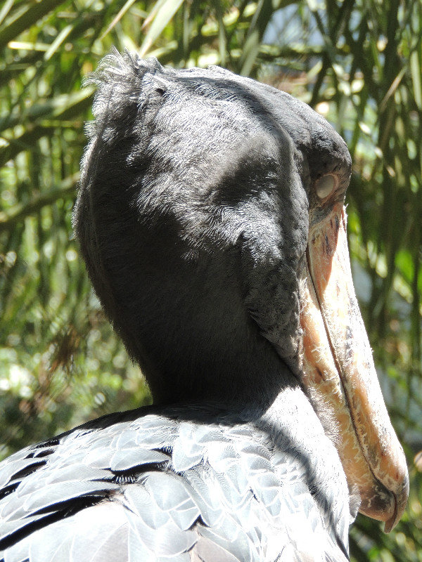 Shoebill Stork (2)