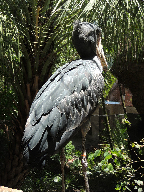 Shoebill Stork (5)