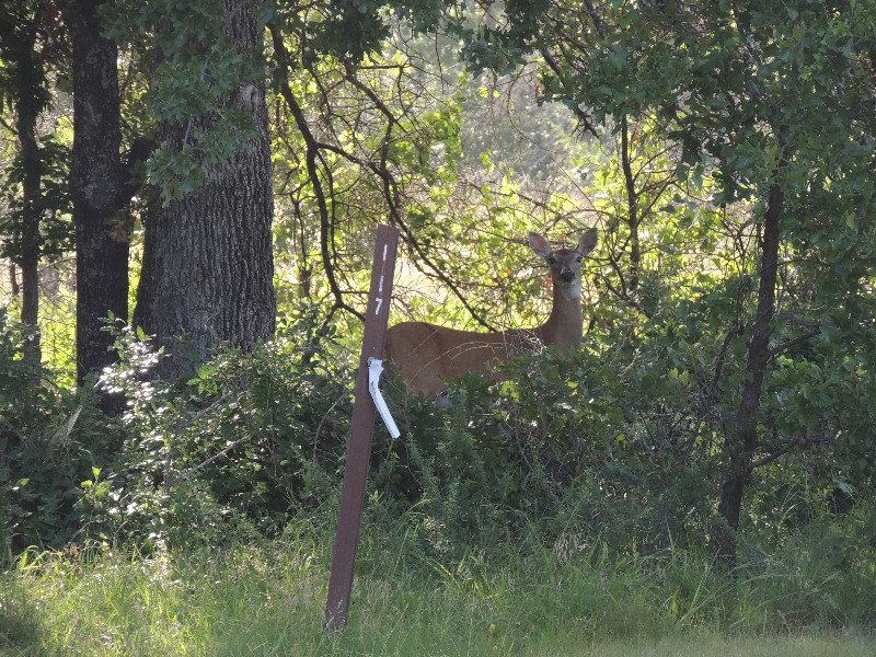 Deer at Isle Du Bois @ Ray Roberts