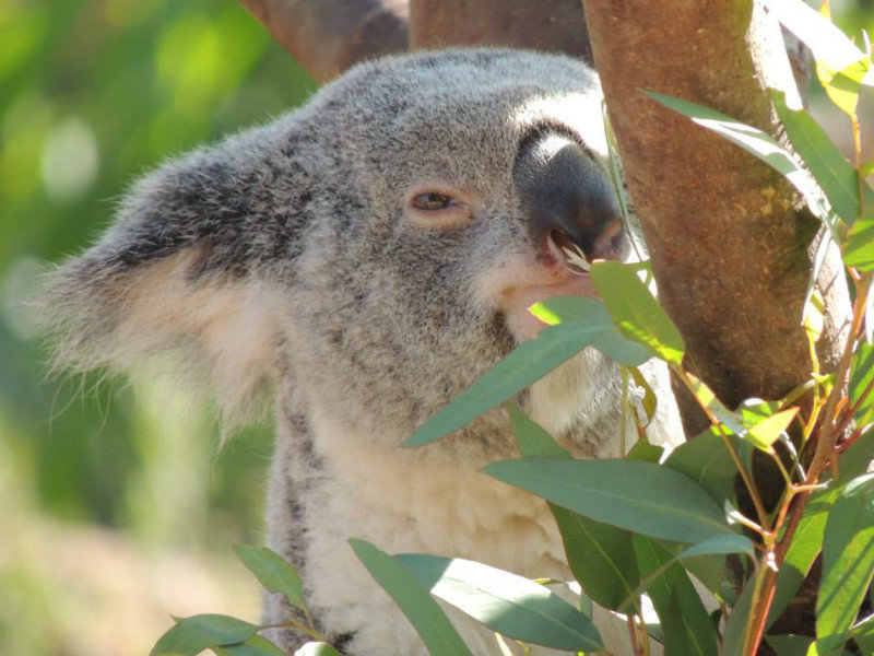 Koala that is up