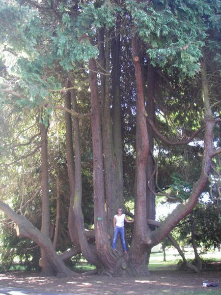 Huge tree in the Botanic Gardens