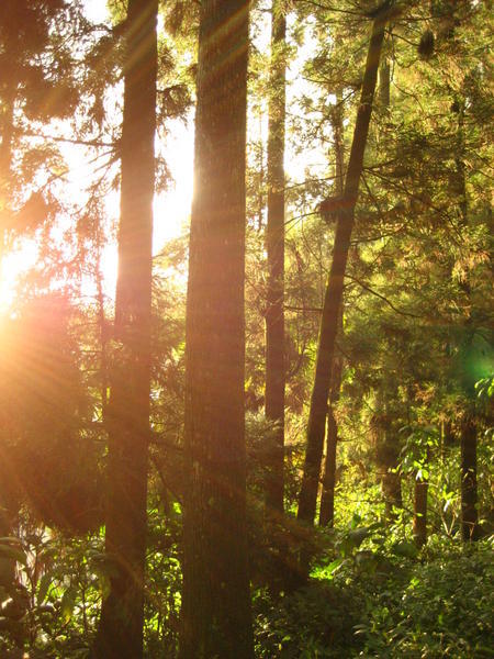 sunshine thru the forest