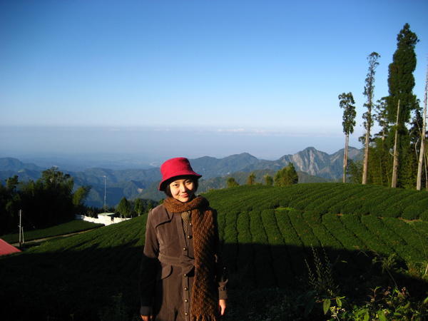 with tea garden