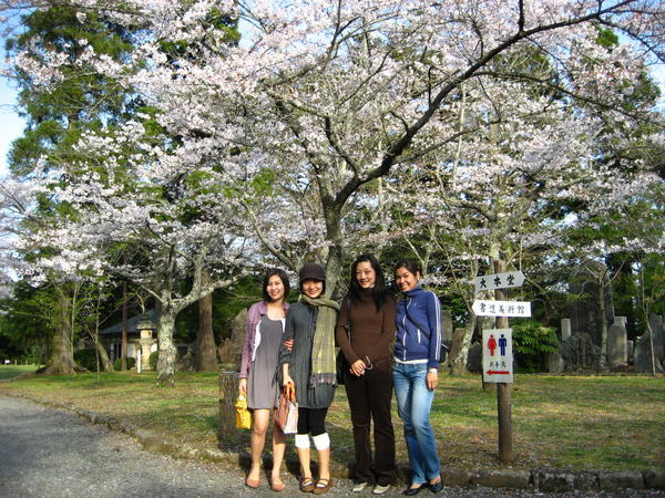 gals with Sakura