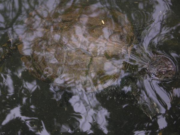 Turtle