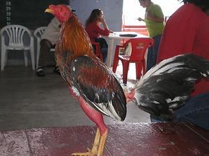Fighting rooster