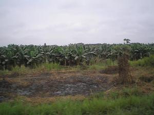 Banana farms