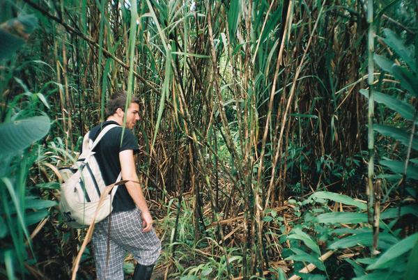 Getting lost in the jungle