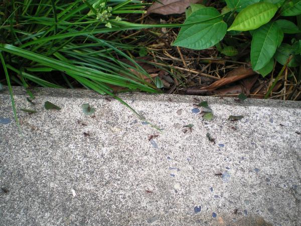 Hard working Ants!