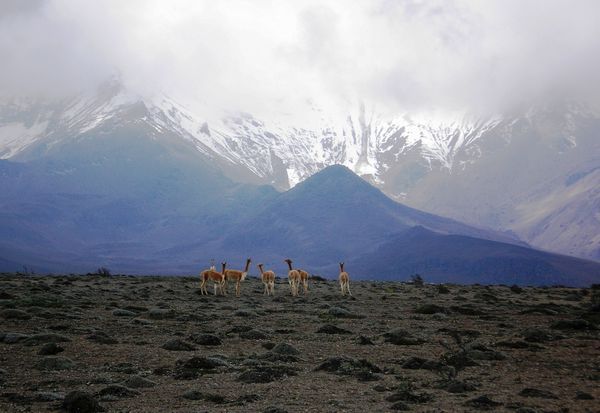 Wild vicuñas chilling out in front of the Chimb