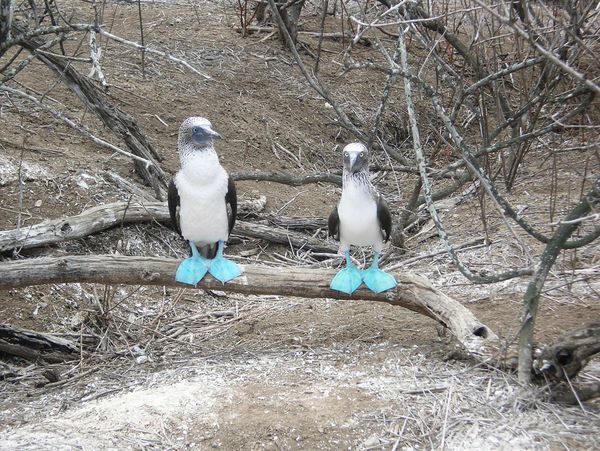 Blue Footed Boobies 