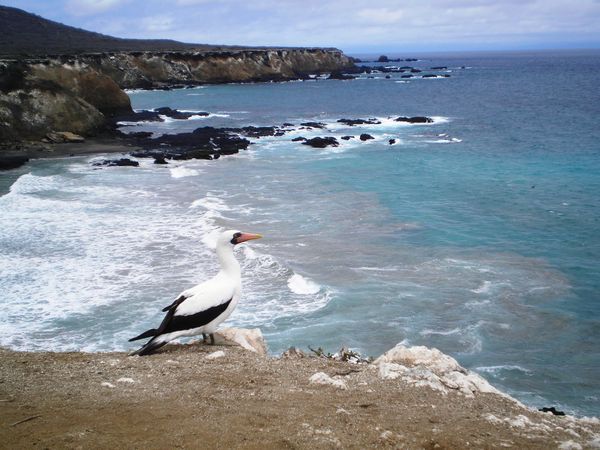 Nazca Boobie 