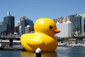 Big rubber duck (Sydney festival)
