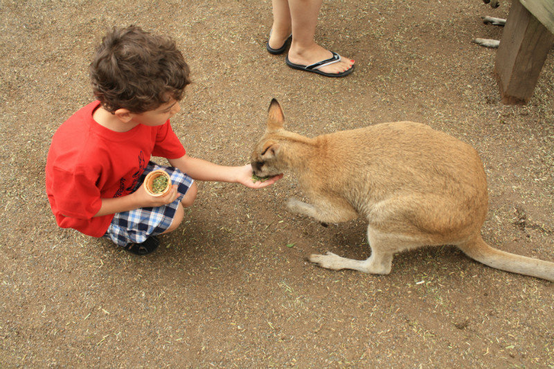 Philippe qui nourrit un kangourou