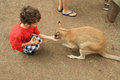 Philippe qui nourrit un kangourou