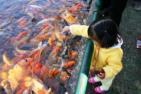 Feeding the fish at the Gardens...