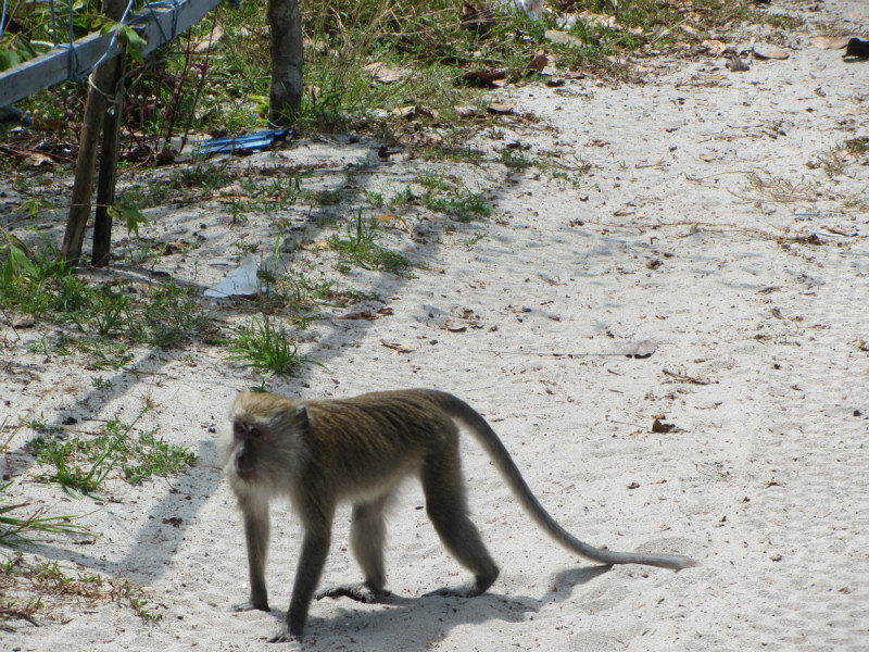 Penang National Park - monkey