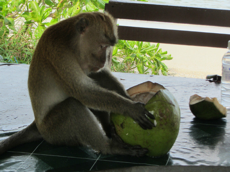 Penang National Park - monley eating a coconut